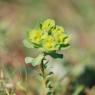 Euphorbia helioscopia L. Euphorbiaceae - Euphorbe réveille-matin