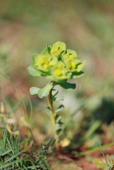 Euphorbia helioscopia L. Euphorbiaceae - Euphorbe réveille-matin