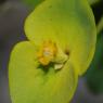 Euphorbia nicaeensis All. Euphorbiaceae - Euphorbe de Nice