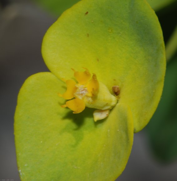 Euphorbia nicaeensis All. Euphorbiaceae - Euphorbe de Nice