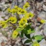 Euphorbia nicaeensis All. Euphorbiaceae - Euphorbe de Nice