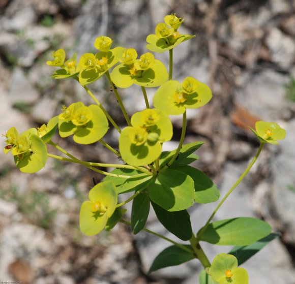 Euphorbia nicaeensis All. Euphorbiaceae - Euphorbe de Nice