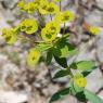 Euphorbia nicaeensis All. Euphorbiaceae - Euphorbe de Nice