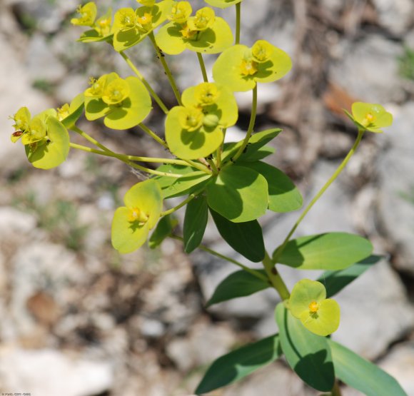 Euphorbia nicaeensis All. Euphorbiaceae - Euphorbe de Nice