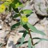 Euphorbia nicaeensis All. Euphorbiaceae - Euphorbe de Nice