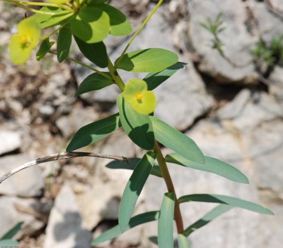 Euphorbia nicaeensis All. Euphorbiaceae - Euphorbe de Nice