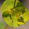 Euphorbia nicaeensis All. Euphorbiaceae - Euphorbe de Nice
