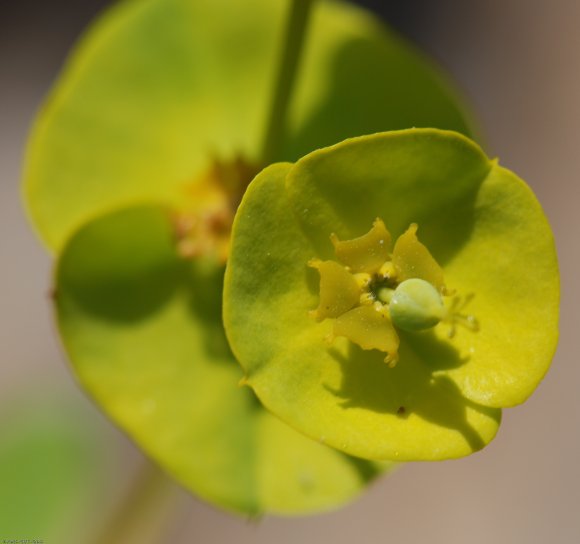 Euphorbia nicaeensis All. Euphorbiaceae - Euphorbe de Nice