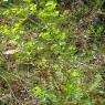 Euphorbia nicaeensis All.. Euphorbiaceae-Euphorbr de Nice