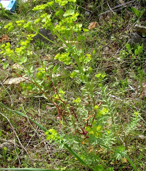 Euphorbia nicaeensis All.. Euphorbiaceae-Euphorbr de Nice