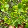 Euphorbia nicaeensis All.. Euphorbiaceae-Euphorbr de Nice