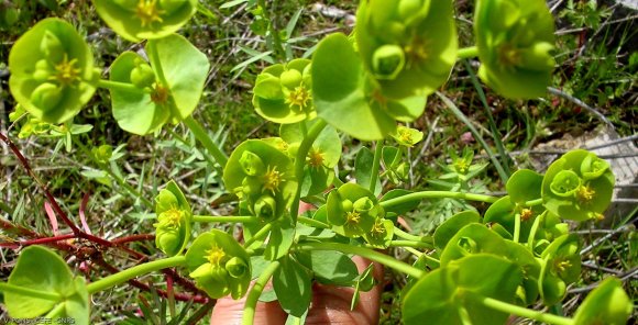 Euphorbia nicaeensis All.. Euphorbiaceae-Euphorbr de Nice