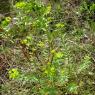 Euphorbia nicaeensis All.. Euphorbiaceae-Euphorbr de Nice