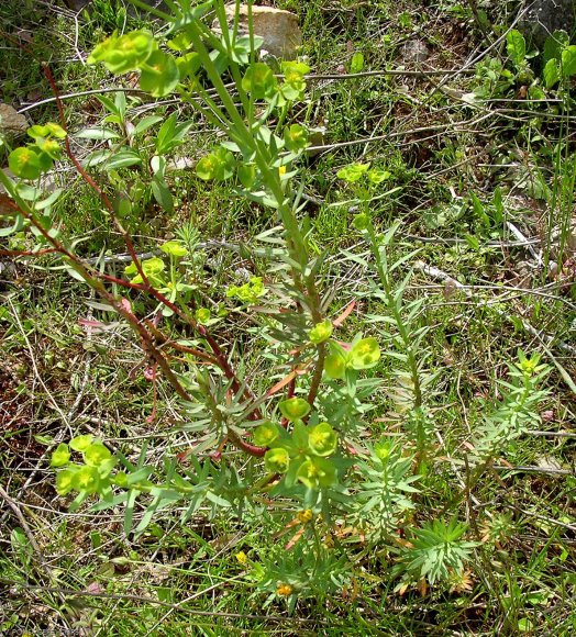 Euphorbia nicaeensis All.. Euphorbiaceae-Euphorbr de Nice