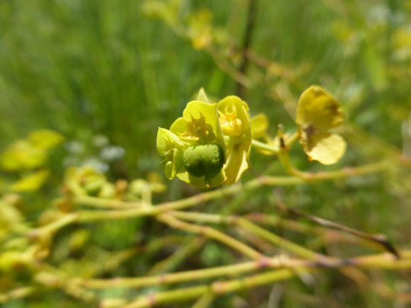 Euphorbia segetalis L. Euphorbiaceae Euphorbe des moissons