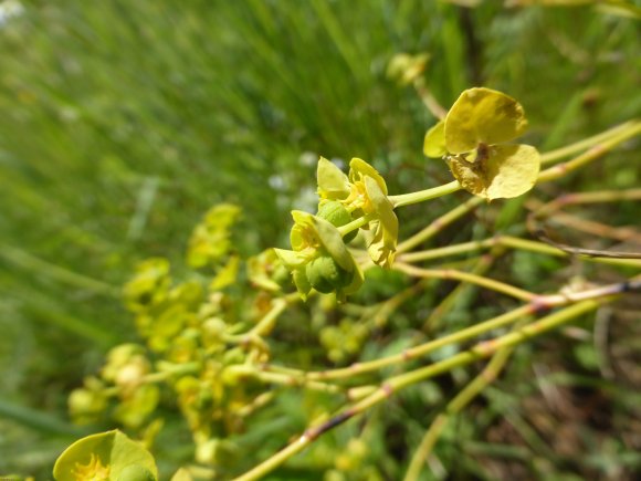 Euphorbia segetalis L. Euphorbiaceae Euphorbe des moissons