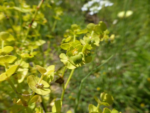 Euphorbia segetalis L. Euphorbiaceae Euphorbe des moissons