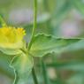 Euphorbia serrata L. Euphorbiaceae - Euphorbe dentée