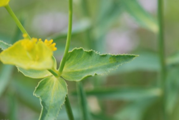 Euphorbia serrata L. Euphorbiaceae - Euphorbe dentée