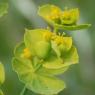 Euphorbia serrata L. Euphorbiaceae - Euphorbe dentée