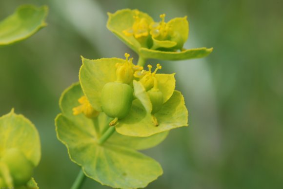 Euphorbia serrata L. Euphorbiaceae - Euphorbe dentée