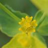 Euphorbia serrata L. Euphorbiaceae - Euphorbe dentée