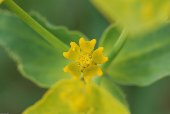 Euphorbia serrata L. Euphorbiaceae - Euphorbe dentée
