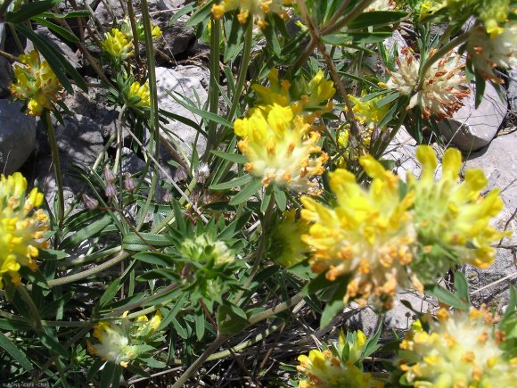 Anthyllis vulneraria L. Fabaceae - Vulnéraire