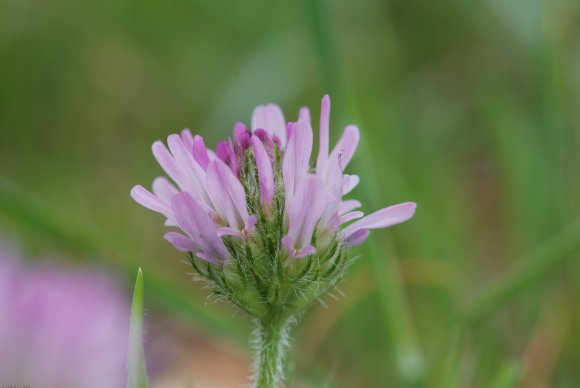 Astragalus glaux L. Fabaceae - Astragale glaux