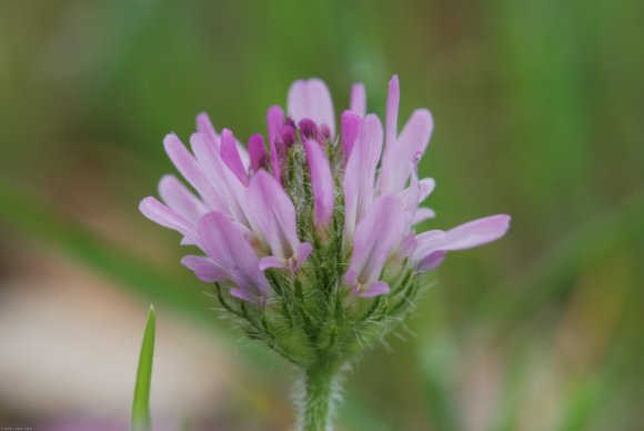 Astragalus glaux L. Fabaceae - Astragale glaux