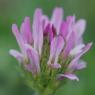 Astragalus glaux L. Fabaceae - Astragale glaux