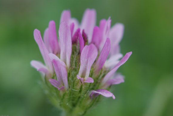 Astragalus glaux L. Fabaceae - Astragale glaux