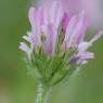 Astragalus glaux L. Fabaceae - Astragale glaux