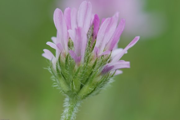 Astragalus glaux L. Fabaceae - Astragale glaux