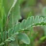 Astragalus glaux L. Fabaceae - Astragale glaux