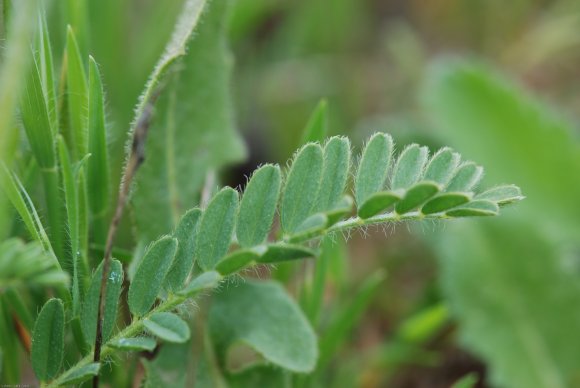 Astragalus glaux L. Fabaceae - Astragale glaux