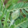 Astragalus glaux L. Fabaceae - Astragale glaux