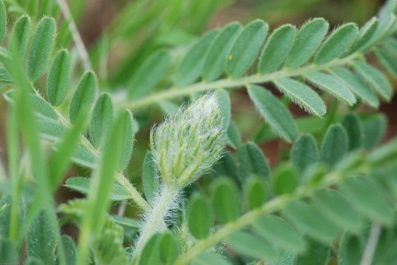 Astragalus glaux L. Fabaceae - Astragale glaux