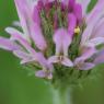 Astragalus glaux L. Fabaceae - Astragale glaux