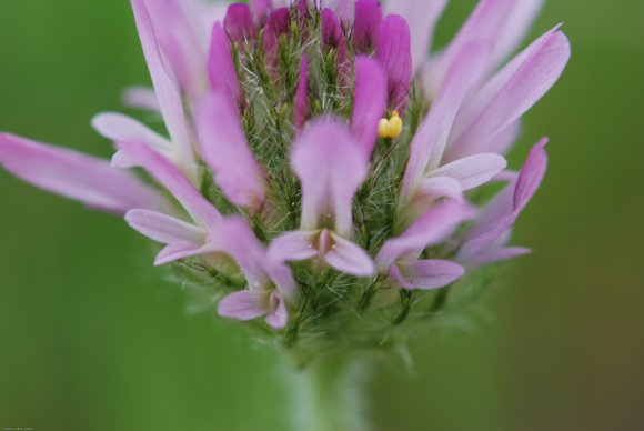 Astragalus glaux L. Fabaceae - Astragale glaux