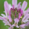 Astragalus glaux L. Fabaceae - Astragale glaux