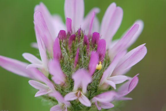 Astragalus glaux L. Fabaceae - Astragale glaux