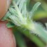 Astragalus glaux L. Fabaceae - Astragale glaux