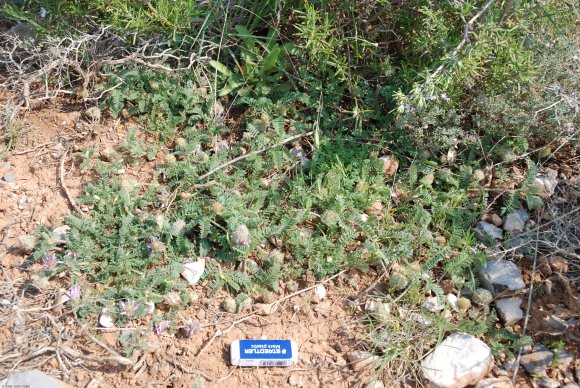 Astragalus glaux L. Fabaceae - Astragale glaux