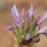 Astragalus glaux L. Fabaceae - Astragale glaux