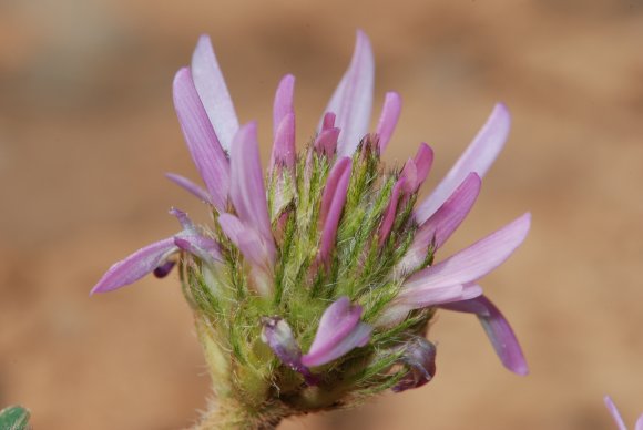 Astragalus glaux L. Fabaceae - Astragale glaux