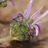 Astragalus glaux L. Fabaceae - Astragale glaux