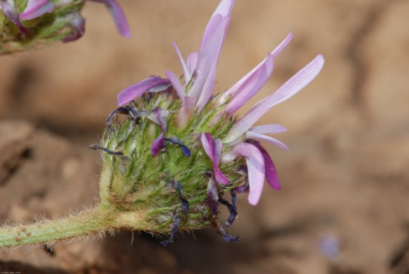 Astragalus glaux L. Fabaceae - Astragale glaux