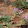 Astragalus glaux L. Fabaceae - Astragale glaux