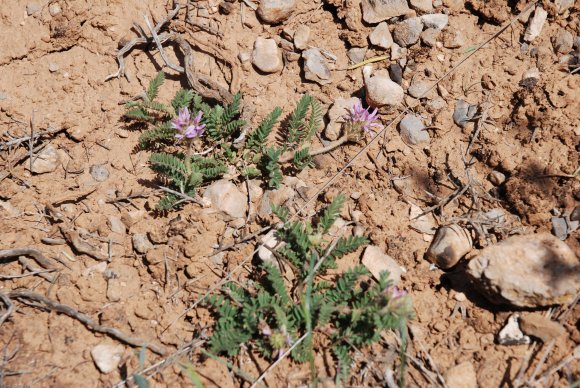 Astragalus glaux L. Fabaceae - Astragale glaux